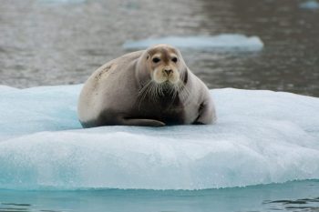 Bearded seal on ice