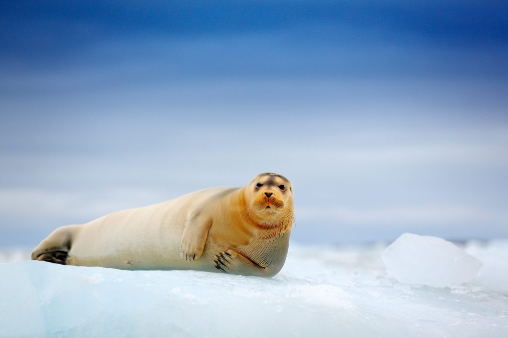 bearded seal on ice