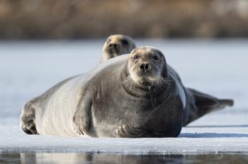 Two bearded seals on ice