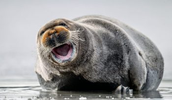Bearded seal vocalising