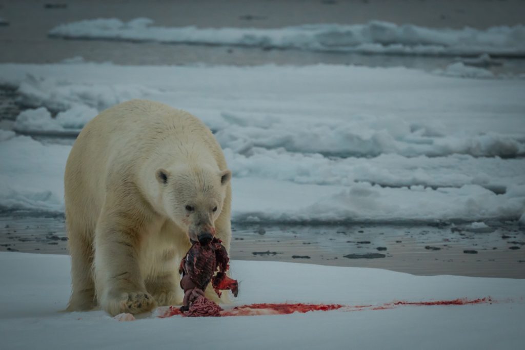 Polar Bear eating bearded seal