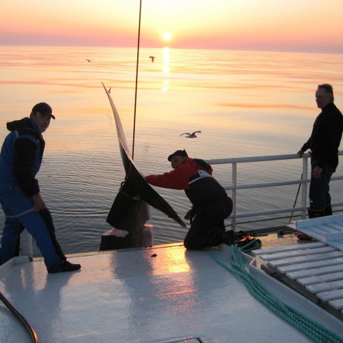 Minke whale taken on board a Norwegian whaling vessel during the hunting season 2006