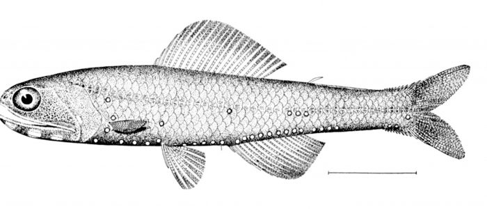 Lancet fish © NOAA, Public Domain