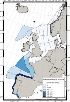 The pictures shows a map of Europe and highest density areas of common dolphins. Highest density was found along the Atlantic Coast of Spain. Medium Desnity in the waters in fron of the West coast of France. Lowest density northeast of the UK.
