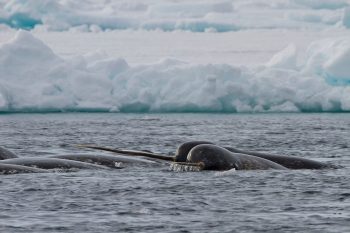 Narwhals swimming near ice, with one individual showing its tusk above the surface