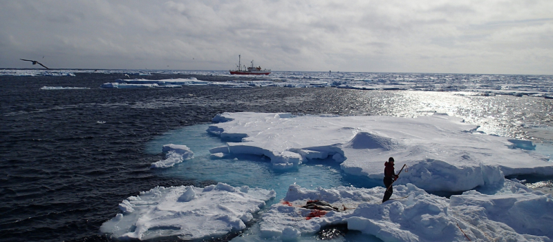 Norwegian sealing in pack ice