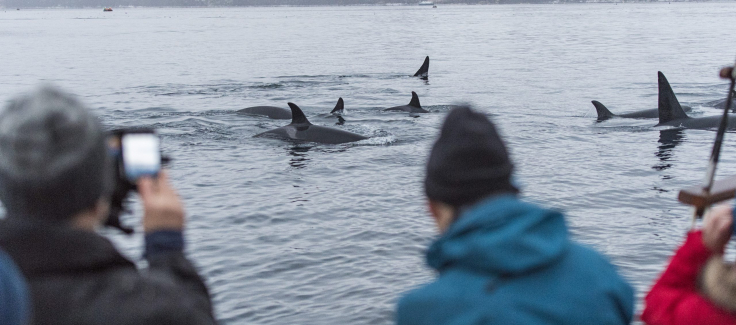 Spinner Dolphin  Whale Watching Handbook