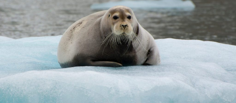 Krossfjord.,14th,Of,July,Glacier.,Bearded,Seal,(erignathus,Barbatus),On Bearded seal on ice